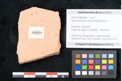 Foto (Objekt + Etikett) von Apocynophyllum reussii Ettingshausen (NHMW-GEO-2024-0188-8008)